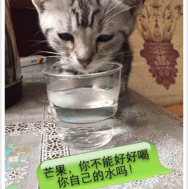 买个假的罗杰威廉斯大学学位证